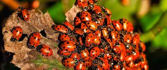 Photo: Ladybugs