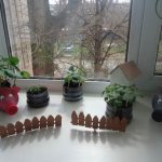 Vegetable garden on the windowsill