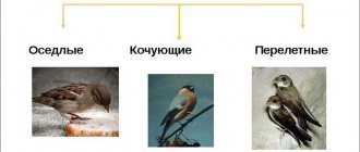 diagram-species-of-birds