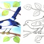 Magpie coloring book