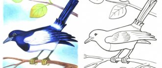 Magpie coloring book