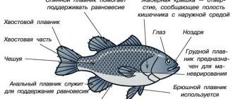 fish structure