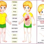 Тело человека строение